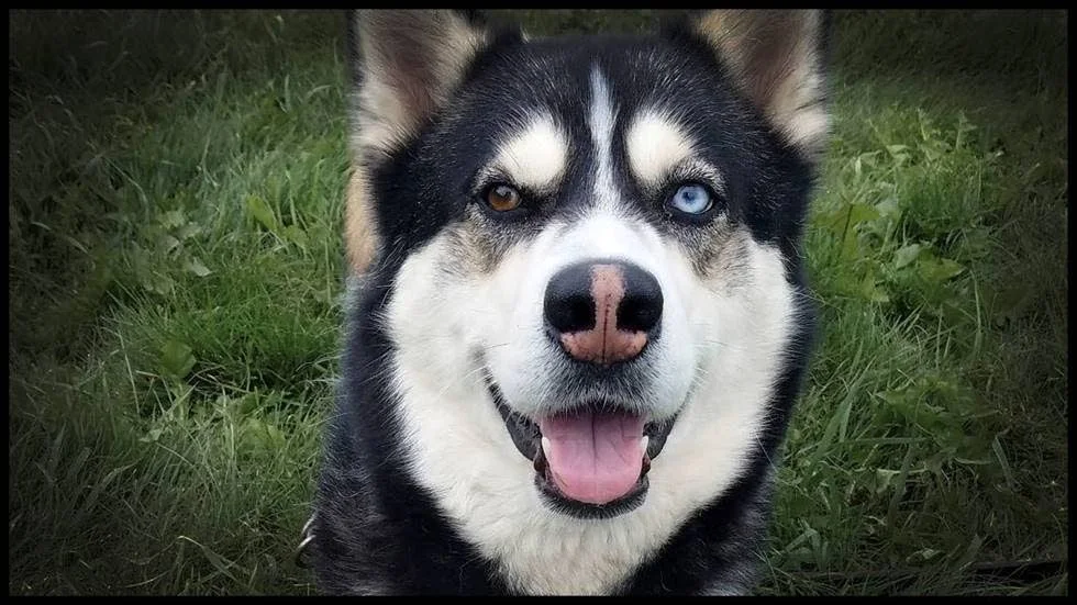 Hunden på bilden är inte en av de omhändertagna.