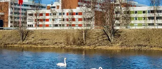 Vårfåglar i Piteå