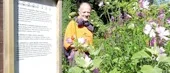 Örtagården står i full blom
