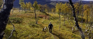 Färre jägare men bra med ripa