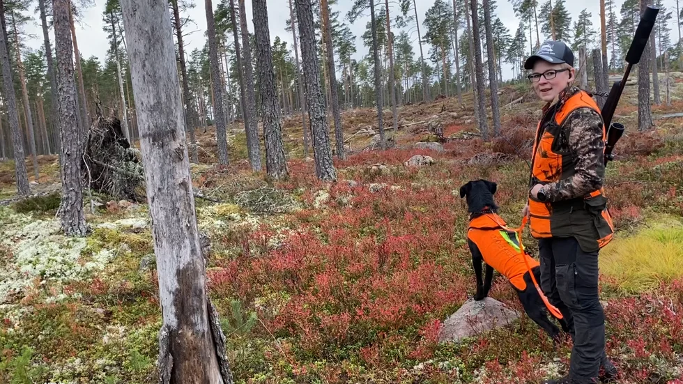 Löshundjakten är bäst, tycker Alicia Carlsson. Hon har tre hundar. Här väntar hon på klartecken att släppa sin karelska björnhund Zorro i första såten på årets älgjakt strax utanför Vimmerby.