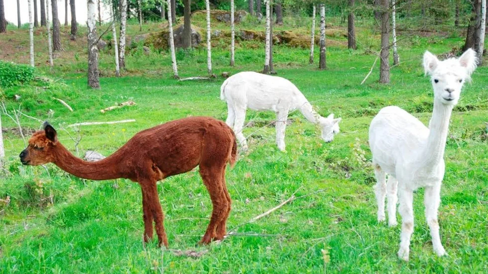 De tre alpackorna Alice, Pimpinella och Brunett trivs i hagen.
