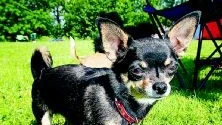 Diva är en 3-årig Chihuahua. Hennes matte berättar att det är de stora öronen och det stora huvudet som är typiskt för rasen, och så den behändiga storleken såklart. Foto: Andreas Skogh