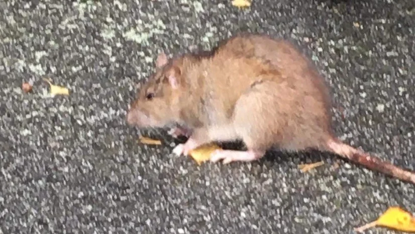 På Södergatan i Märsta kryllar det av råttor, säger Märstabon Stefan Olsson. Han har sett råttorna invadera i tre år.