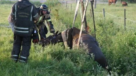 Hästen hade blivit skrämd av åskvädret, skenat och fastnat i diket.