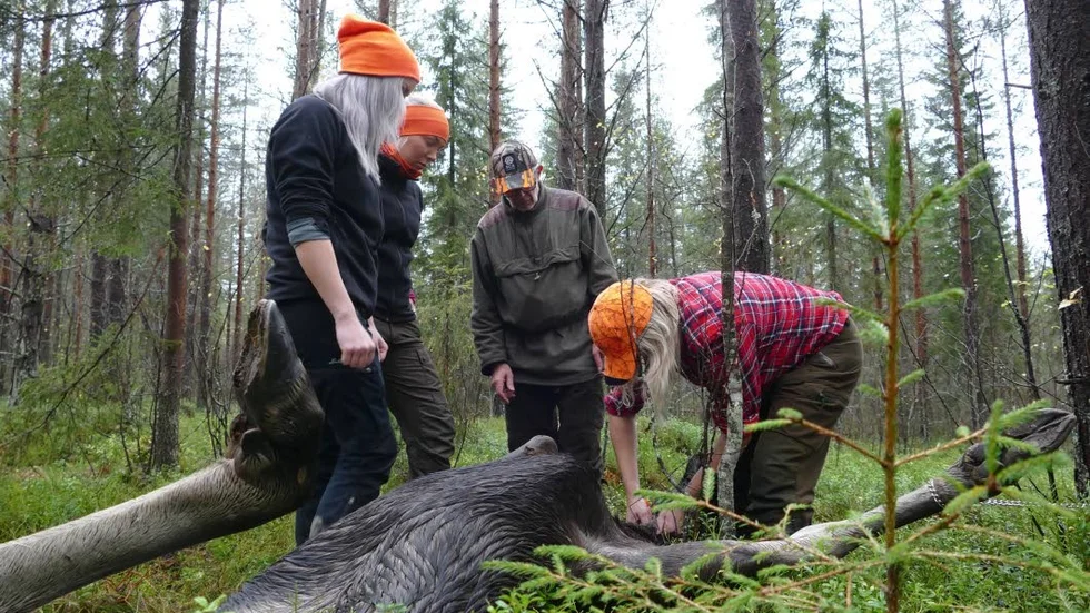 Älgko. En älgko tillföll kvinnorna som tillsammans fick ta ur älgen under överinseende av jaktledaren Hans-Erik Berg.