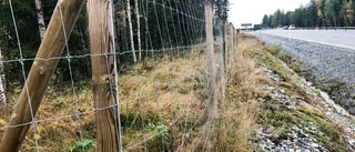 Olycksdrabbad väg ska få viltstängsel
