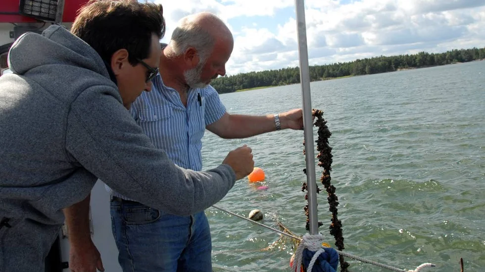 EU-stöd. Musselodlingen i Sankt Anna är en del i ett större projekt som nu får pengar av EU-
