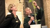 Eva Bergdahl, chef för Norrköpings stadsmuseum, tog med en växt från museets trädgård som Ulf Schenkmanis tittade skeptiskt på. 
 Det är en Änglatrumpet som lider av drunkningsdöden. Den har fått för mycket vatten, var expertens utlåtande.
FOTO: NICLAS SANDBERG