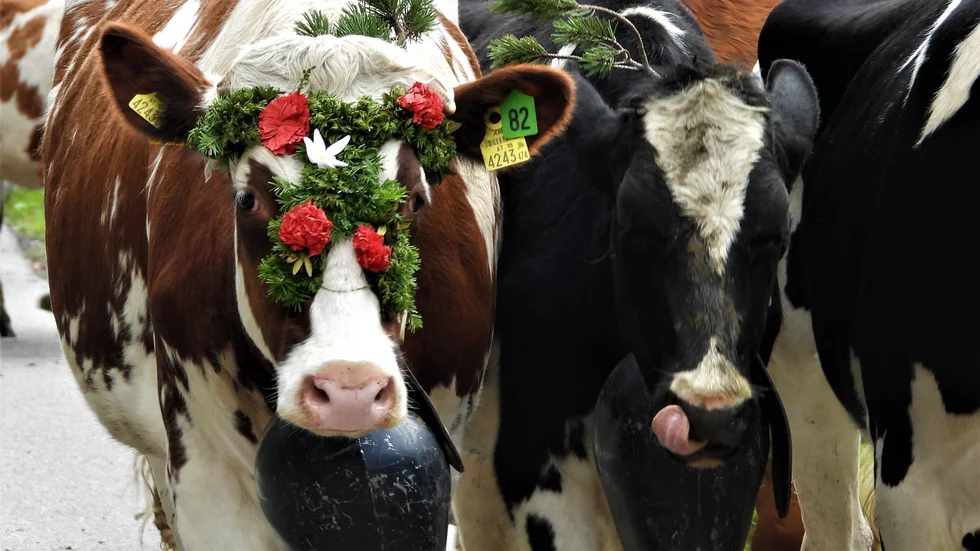 Det är en gammal tradition att hälsa korna välkomna hem med blommor från betet uppe i alperna där korna betar minst 100 dagar för att bönderna ska få stöd av staten då korna hjälper till att hålla landskapet öppet.  