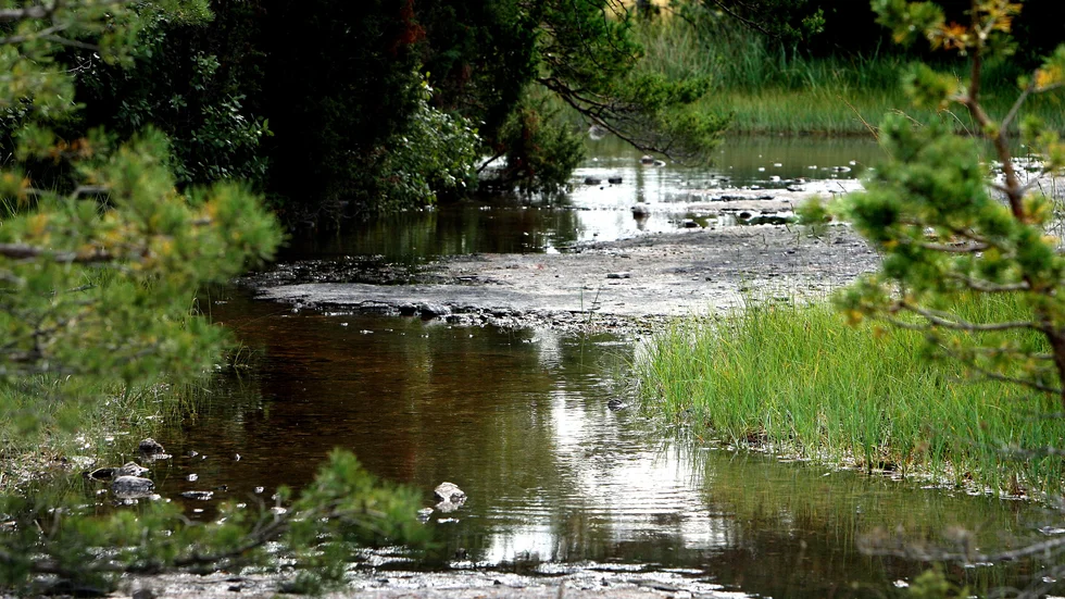 Restaurering och anläggande av våtmarker är viktiga i klimatarbetet.