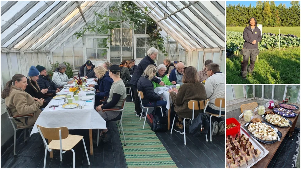 Från vänster: Provsmakning i växthuset, Hanh Huynh, affärsutvecklare vid Öjebyn Agro Park guidade vid årets försöksodling av spetskål och Kallskänkans i Piteås goda anrättningar av spetskål. Syrat, ugnsbakat, friterat med mera.
