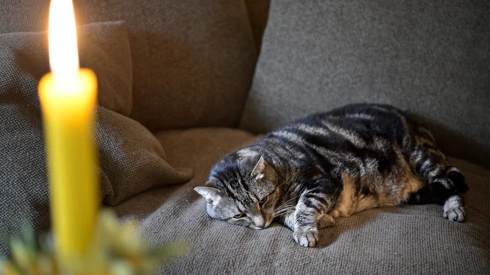 En kvinna menade att hennes knatt knuffat omkull tända ljus, som sedan startade en lägenhetsbrand. Katten på bilden har ingenting med katten i artikeln att göra.