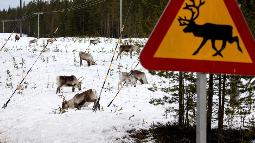 Renpåverkan. En avhandling gjord vid Umeå universitet visar att klimatförändringar får stora konsekvenser för renskötseln. (Arkivbild)