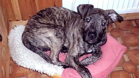 Vid överfallet tog männen med sig 22-åringens hundvalp. Den hittades vid Sankt Johannes kyrka dagen efter där den sprang löst. En flicka lämnade in den till polisstationen den andre februari. Foto: Polisen
