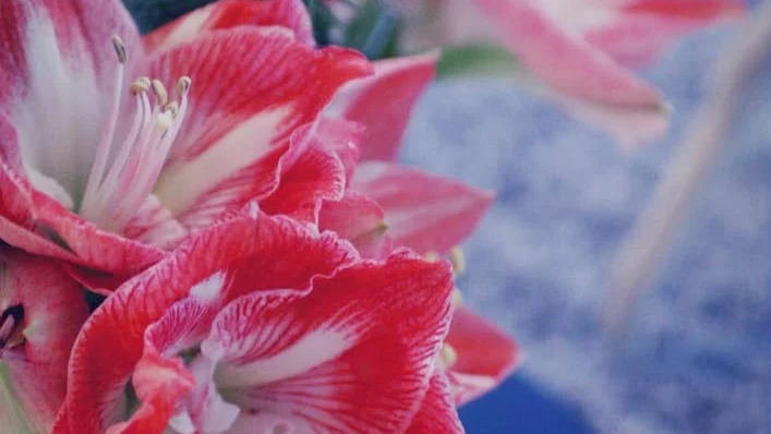 Opp, amaryllis.