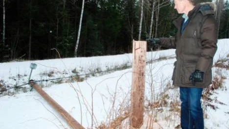 Fritidschefen Lars Louthander tittar bedrövat på de nedsågade elljusstolparna.