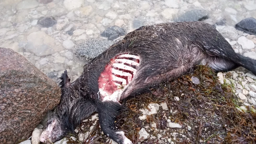 Kadavret efter ett vildsvin har hittats på stranden i Bläse på norra Gotland.