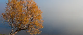 Vinnarbild i fotoklubbens tävling
