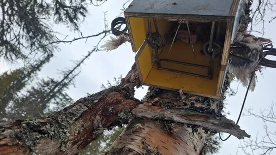 De tre fällorna beslagtogs av polis för vidare förundersökning om grovt jaktbrott. Men förundersökningen är nu nedlagd i brist på bevis.