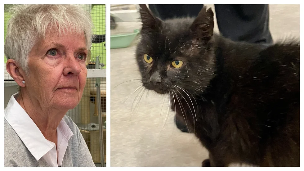 Anki Ljung, ordförande på Hitta Katten, hoppas att katten Harald och de andra katterna i föreningen snart ska få egna hem.