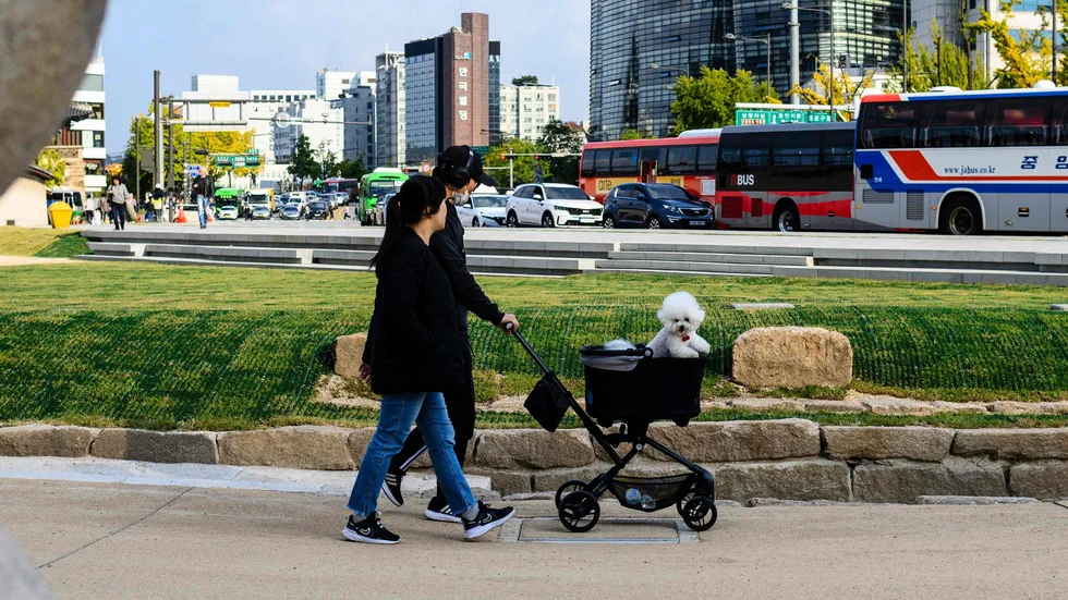 Ett par promenerar med sin hund i en vagn i Seoul, Sydkorea. Arkivbild.