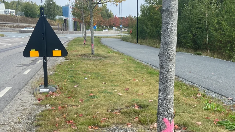 Tre markerade prydnadsträd i svit just ovanför fontänrondellen där Söderleden börjar.
