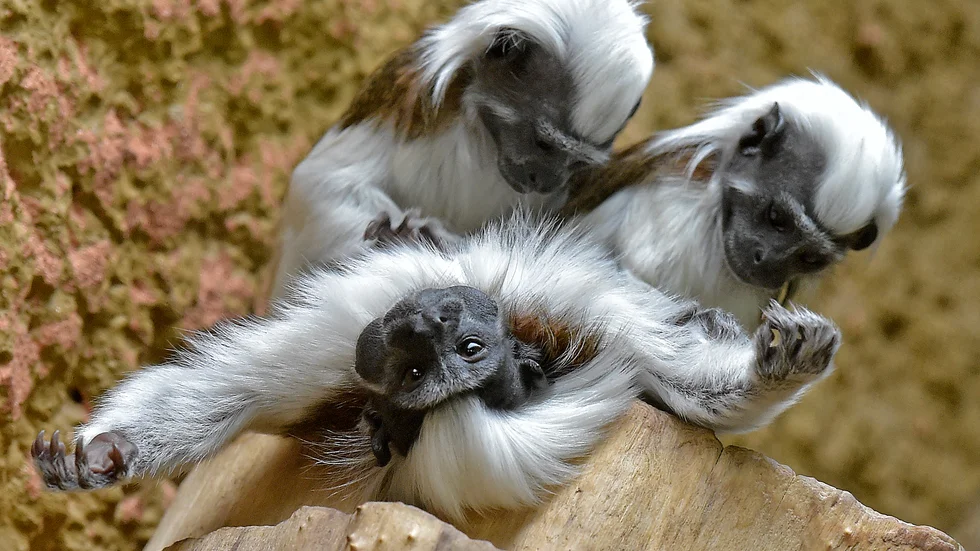 Bomullshuvudtamariner fotograferade på ett zoo i Tyskland. Arkivbild.