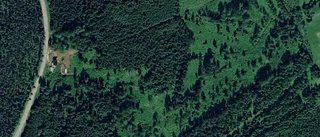 Ny ägare till skog i Burträsk