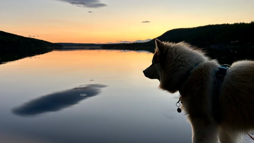 Claes Nordmark, Boden, tog ett fotografi en sen augustikväll i Hollsvattnet, Boden, där hans finska lapphund Eero förundras av hur fint det är när solen håller på att gå ner. 
