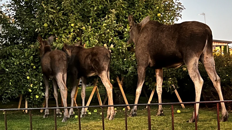 Älgar dinerar i en trädgård i Eskilstuna.
