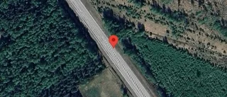 Älg på vägen kan skapa fara på E4