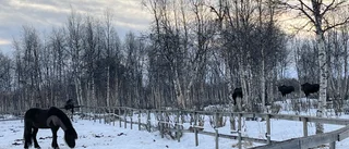 Älgarna flockas på Kerstins hästgård i Norrbotten varje vinter