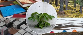Här är veckans nya företag i Norrbotten