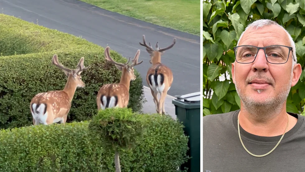 Johan Åkrans video med hjortarna utanför huset har fått stor spridning på Tiktok.