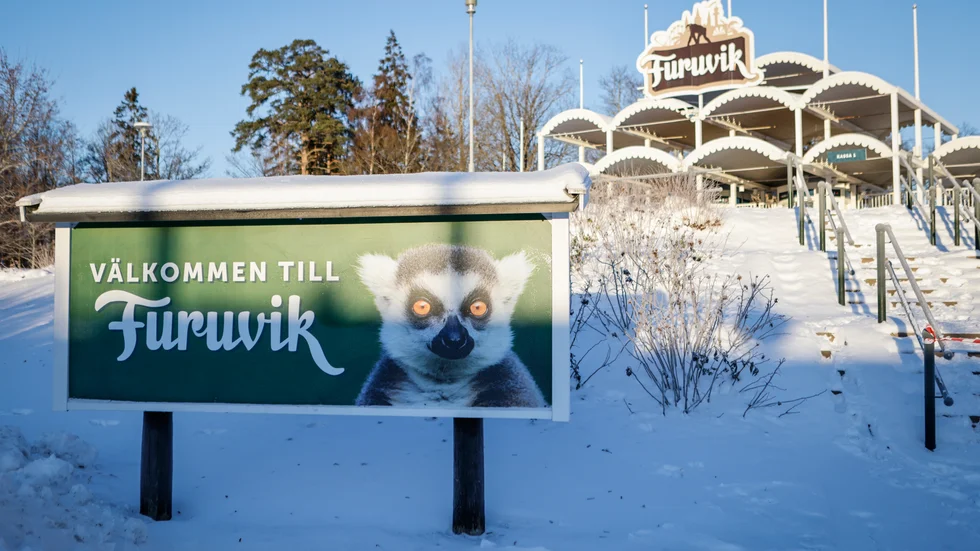 Fyra apor sköts till döds efter att flera av dem försökt rymma den 14 december. Arkivbild.