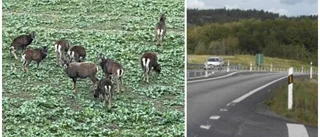 Mufflonfår intill E22 – jägare varnar bilister: "Verkar inte vara rädda för trafiken"