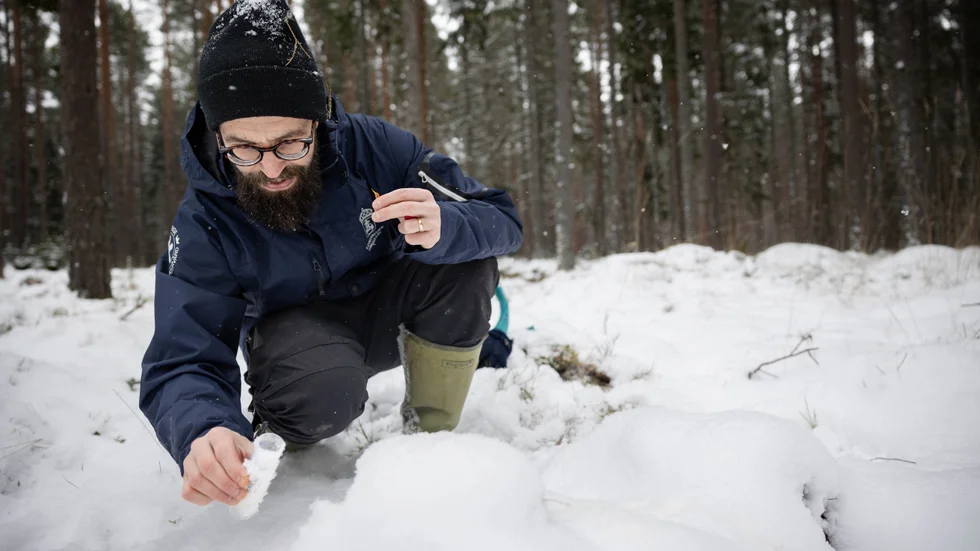 DNA-prover från vargens urin och spillning är ett viktig redskap i inventeringen.