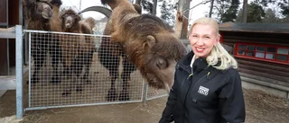 Trots besökstappet – miljonvinst igen för Parken zoo