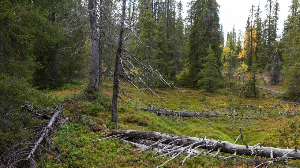 Njallaberget är ett av de områden som nu skyddas av överenskommelsen i väntan på reservats- eller naturparksbildning.