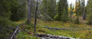 31 000 hektar fjällnaturskog skyddas i Norrbotten