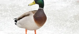 Ståtligt gräsandspar