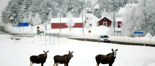 De flyr undan julh(ä)lgen