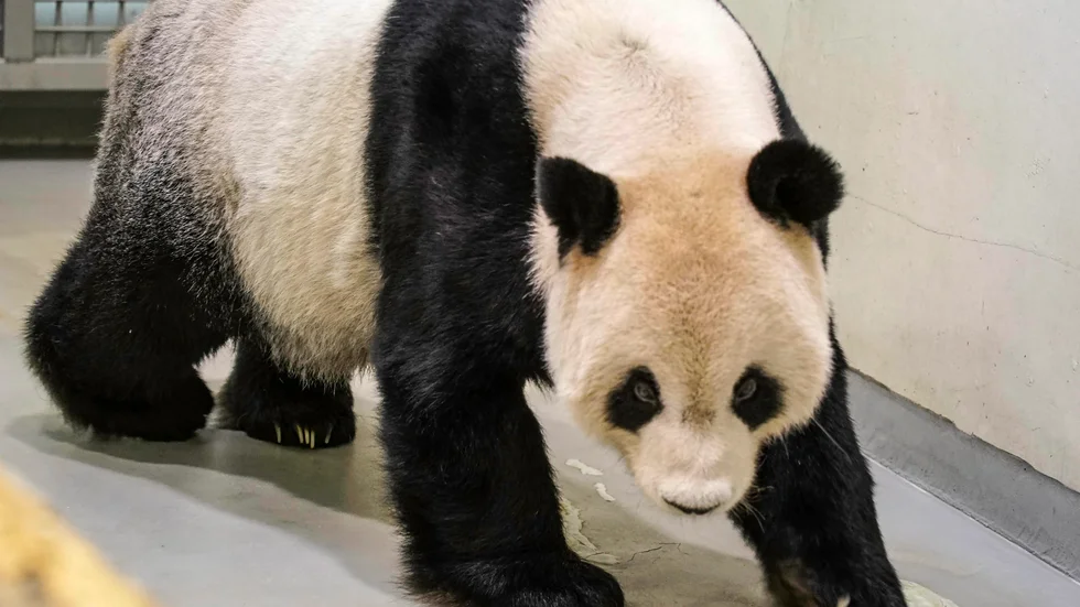 Tuan Tuan den 1 november. I ett numer sällsynt samarbete mellan Kina och Taiwan tillkallades kinesiska experter för att hjälpa den sjuka pandan. Arkivbild.