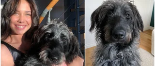 Hunden rymde i en vecka – blev snackis på Facebook • Se filmen