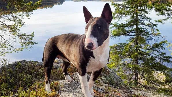 Miniatyr bullterriern Milla är 19 månader gammal. Hon försvann i torsdags.