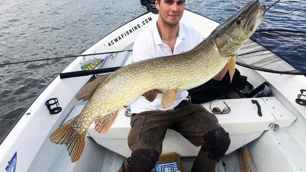 CASHAR IN. 16,1 kilo och 134 cm - så stor var drömgäddan som Nicklas Hallnor fångade i somras och vann flera fisketävlingar med, bland annat Fiske-DM. Dessutom fick han 100 000 kr för segern i ett fiskeföretags tävling.