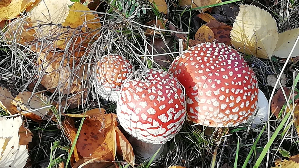 Läsarbild.