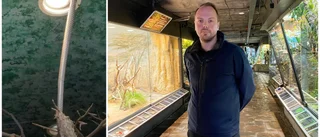 Kungskobra på rymmen: ✓"Skulle inte kunna hända hos oss" ✓Sir Vääs har bott i Kolmården