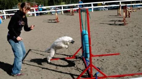 INTE BARA HÄSTAR. Kalix brukshundklubb bidrog med pausunderhållning i form av en agilityuppvisning. Här ser vi Susanne Strömbäck med pudeln Goldie.